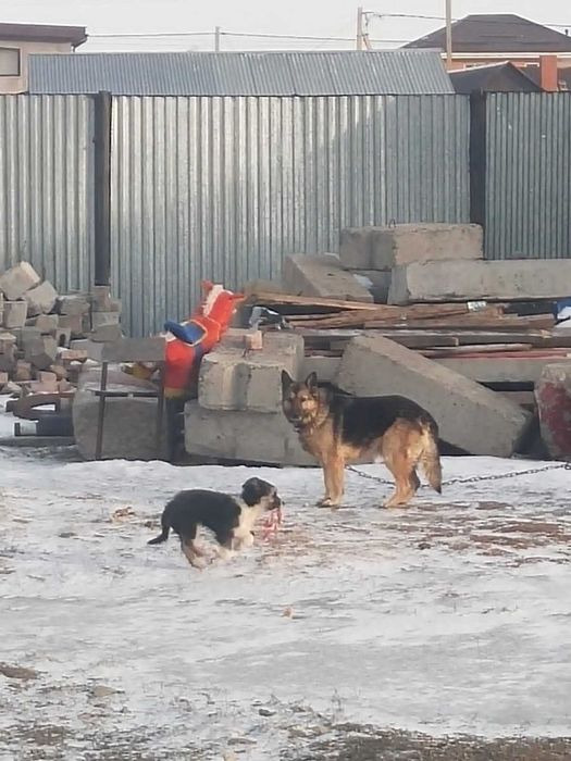 Щеночки- звоночки дружочки