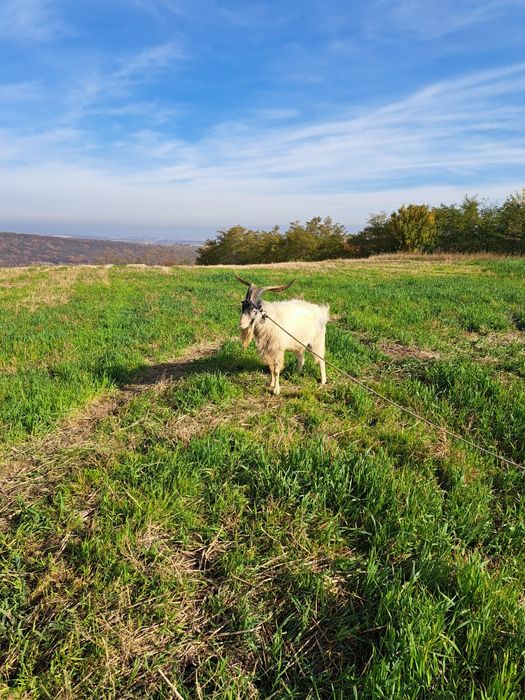 Tap de  vanzare  3 ani