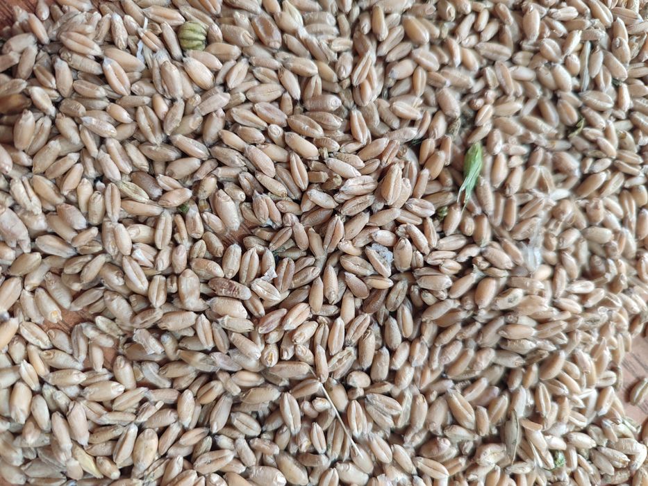 Пшеница только оптом 105тг