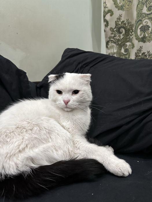 найден вислоухий кот