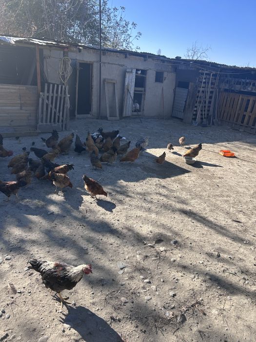 Петушки на продажу