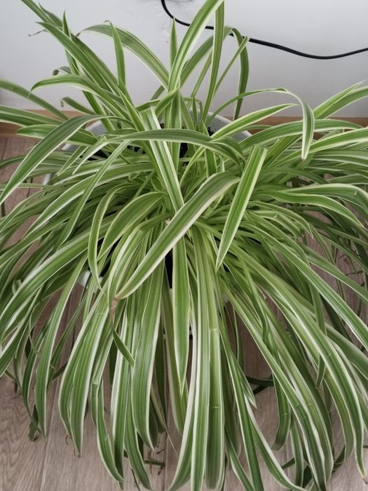 Домашние цветы хлорофитум