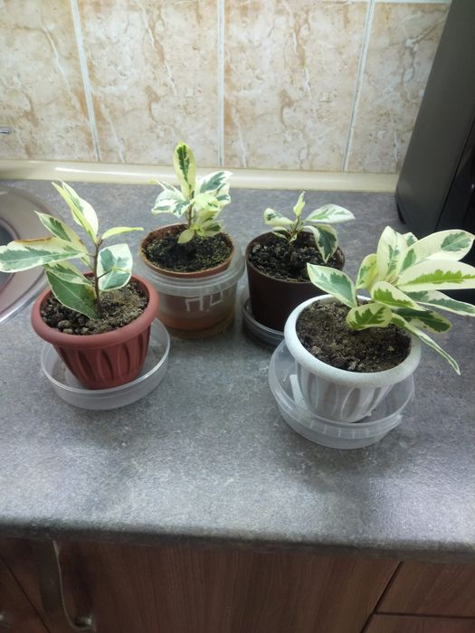 Продам фикус  Альбоморгината .