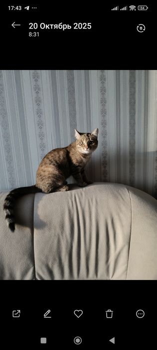 Отдам кошку в добрые руки