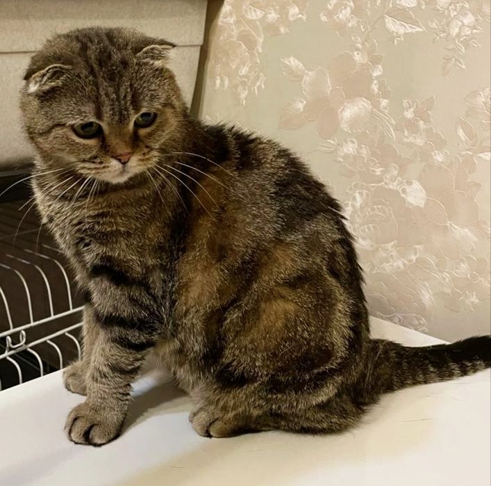 Шотландская кошечка 2.5 года