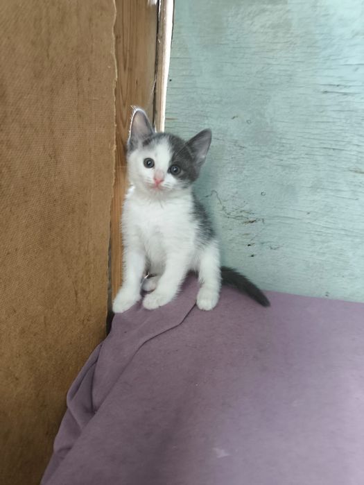 Котенок девочка .