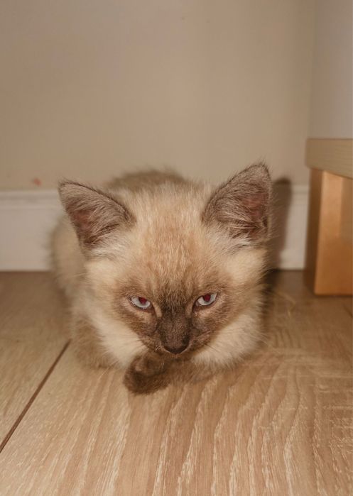 Котенок  с сиамской окраской