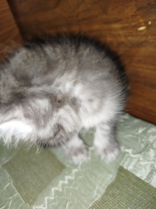 Котёнок метис хороший