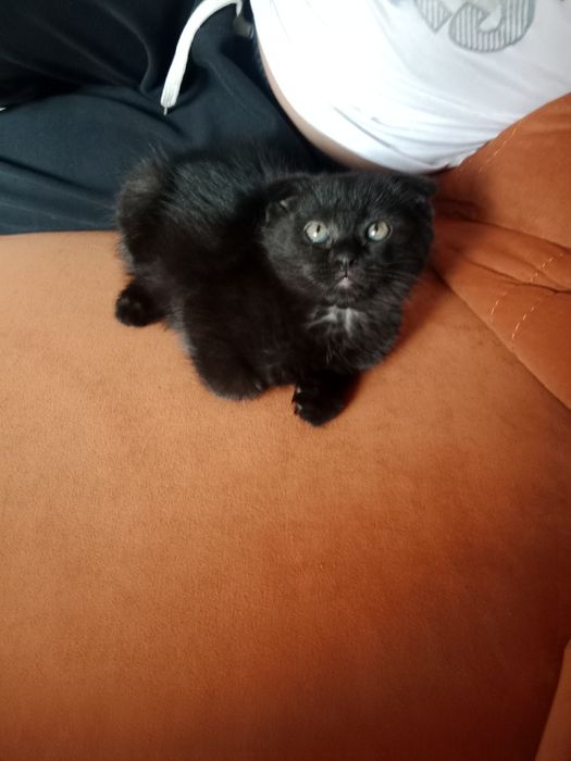 Кошки Шотландия  2ай болды