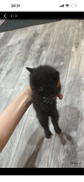 Отдам даром котят