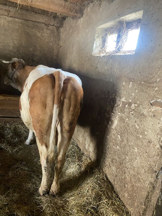 Vaca de vînzaree
