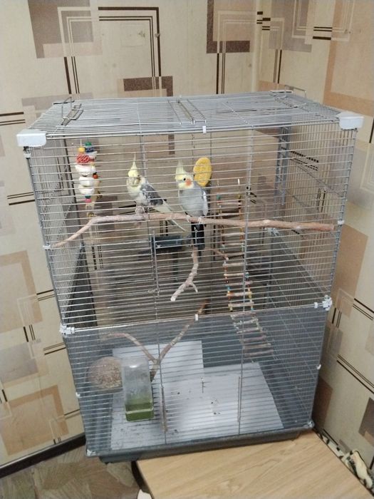 Две особи попугая Корела