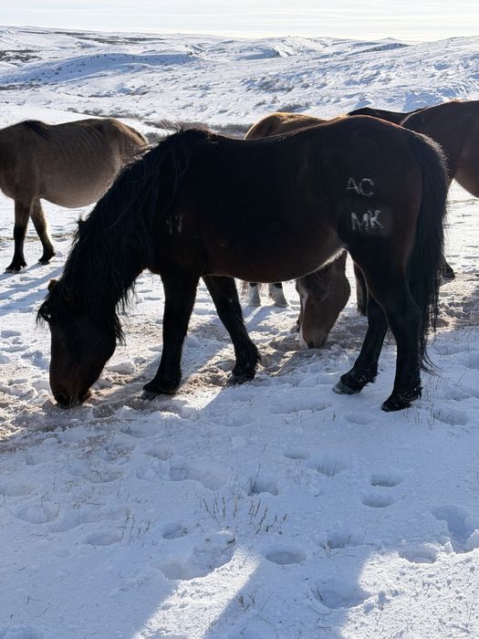 Айғыр сатылады МК