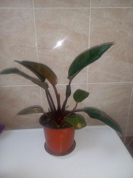 Комнатние растение