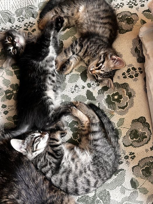 Отдам котят в хорошие руки