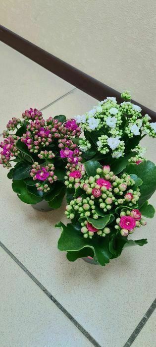 Продам комнатные цветы