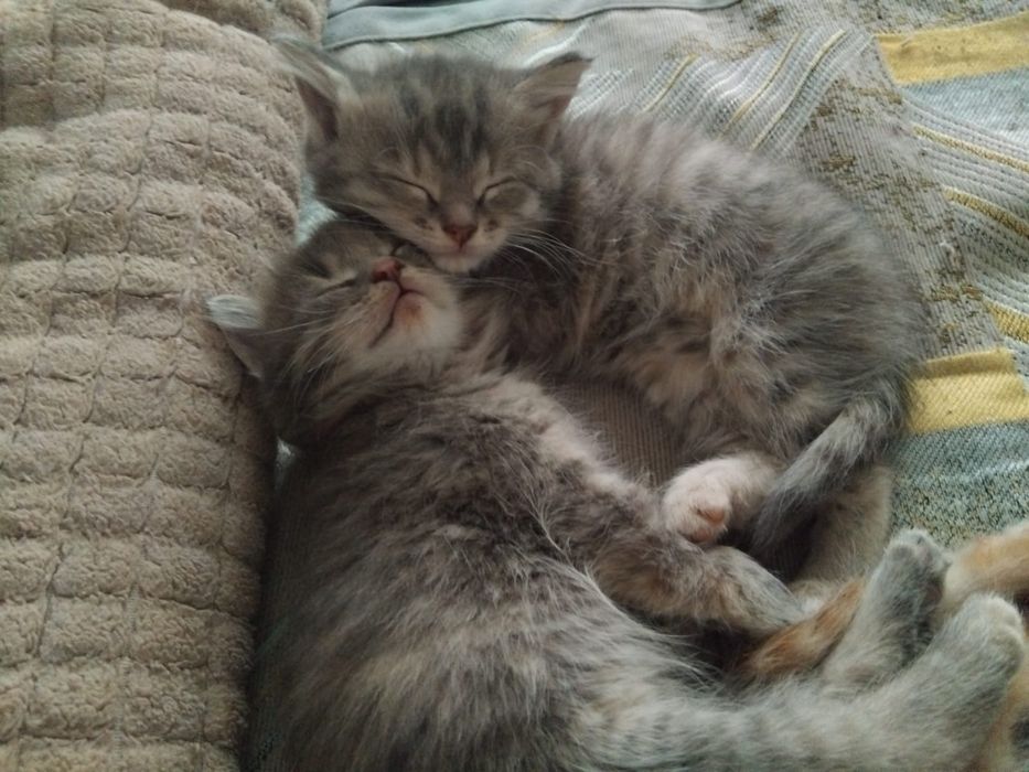 Продаются 2 котёнка,девочки сестра.