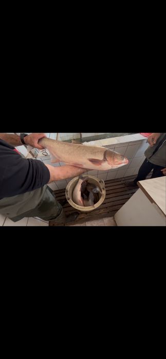 Crap , fitofag /singer