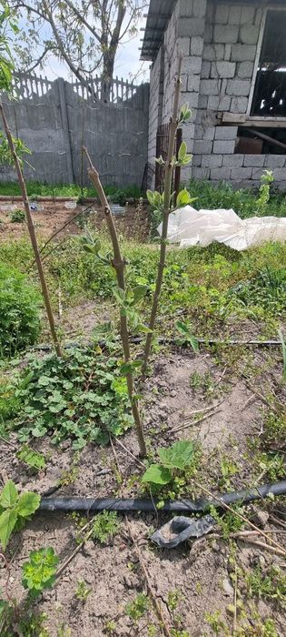 Продаются саженцы повлония