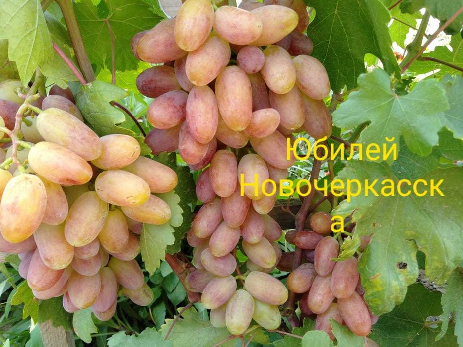 Качественные саженцы винограда