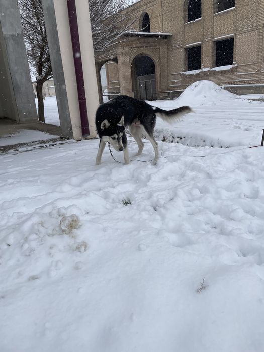 Хаски шенок сотилади тоззаси