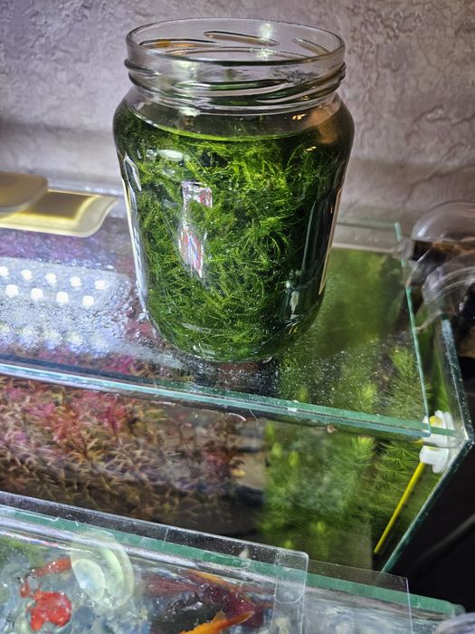 Продам мох рикардио