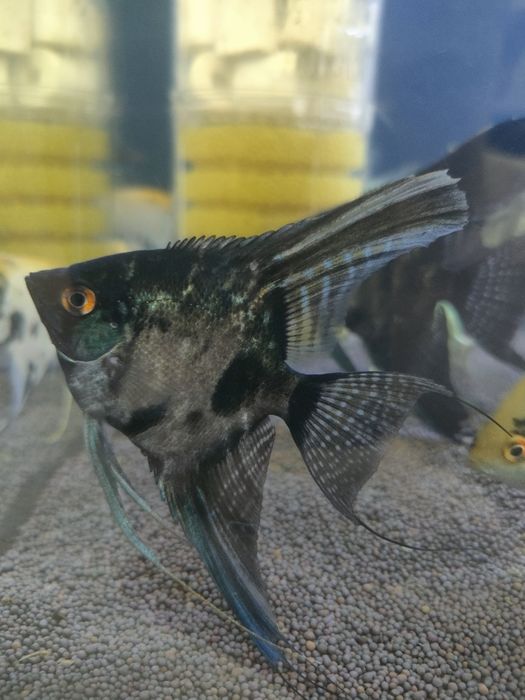 Скалярии балықтары