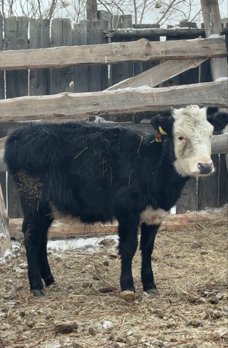 Продам телочку 6мес