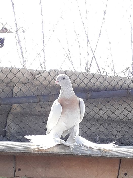 Продам голубей !