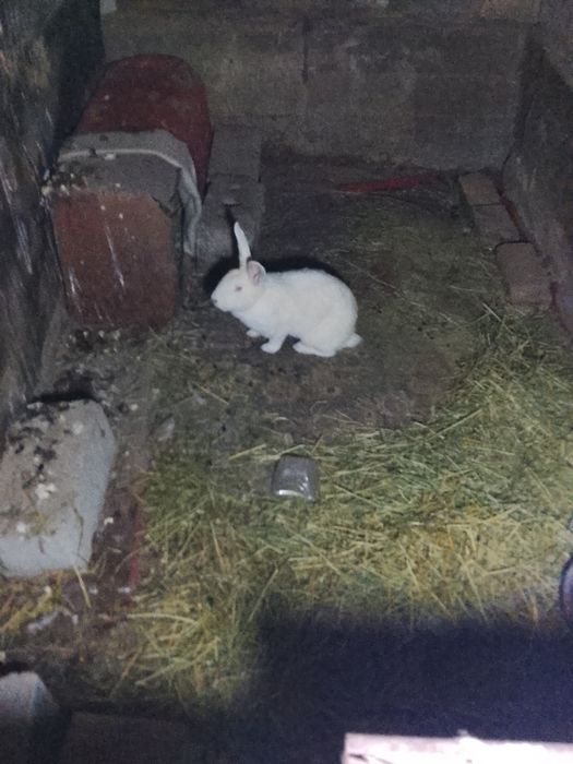 Кролик обмен либо продам