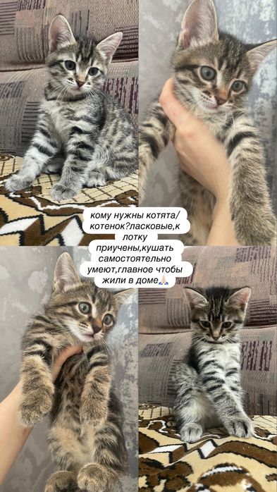 отдам котят в добрые руки