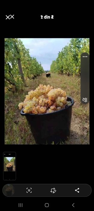 Struguri de vin 2025