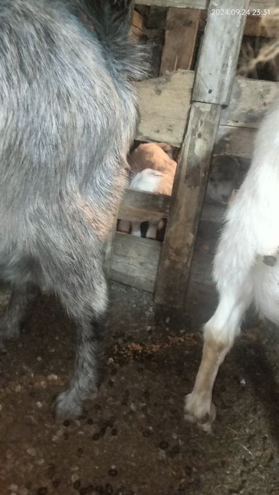 Ассалаумағалейкум ешкі сатам