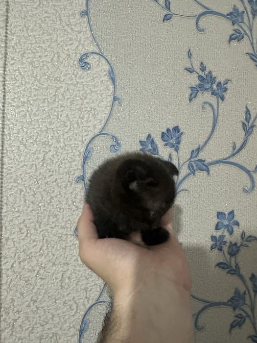 отдам даром в хопошие руки