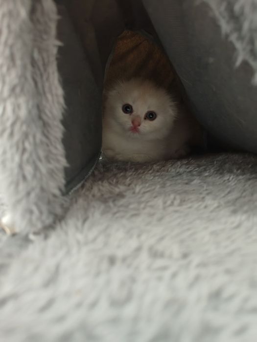 Котенок девочка готова к бронированию