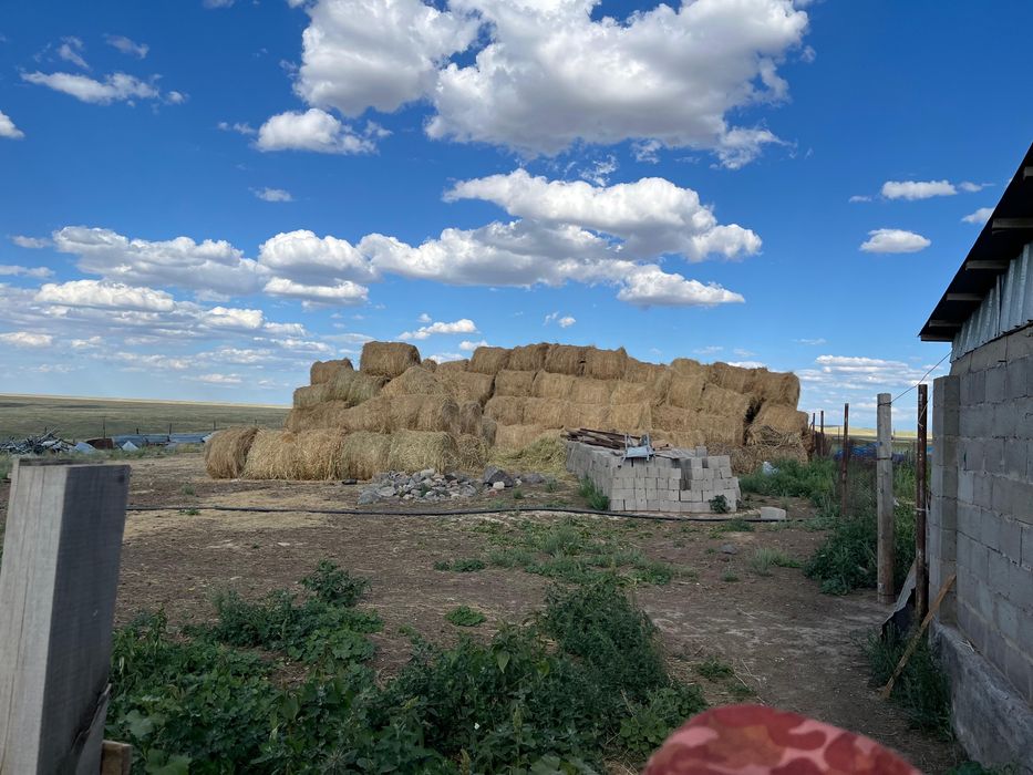 Сдам посевную землю в аренду