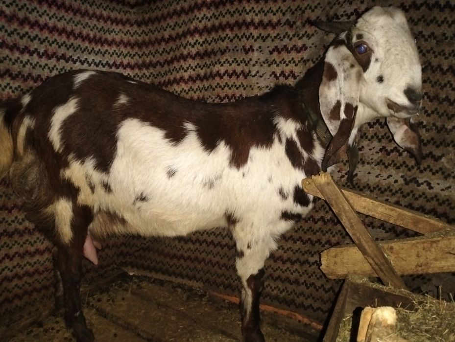 Таза қанды битал