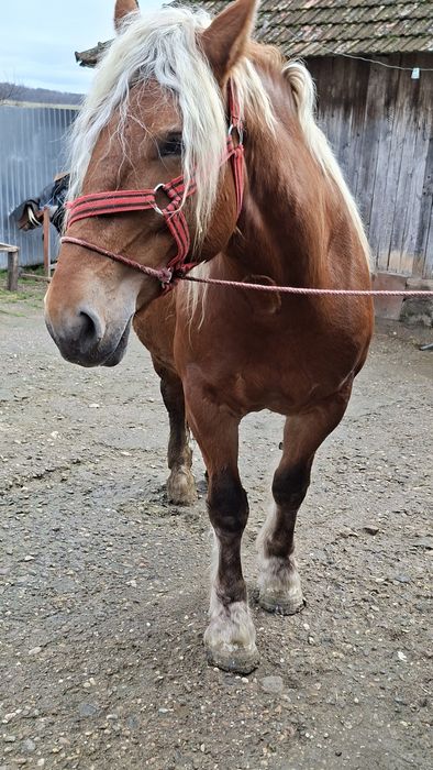 Iapă de vânzare de 5 ani