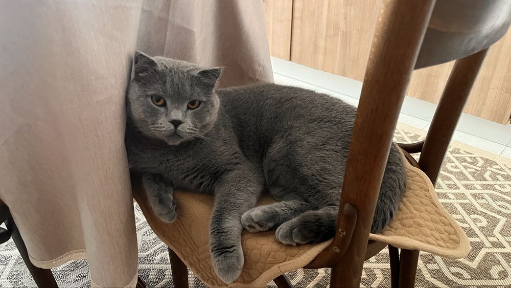Продам хорошего кота