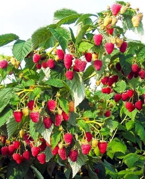 Zmeur De Tip Pomișor