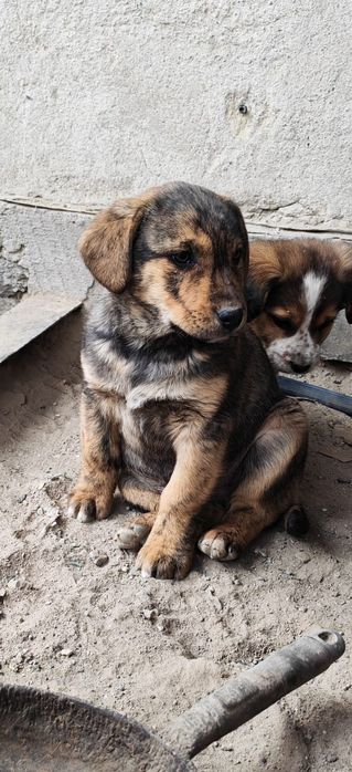 Отдам щенка, помесь Стаффорда и спаниеля