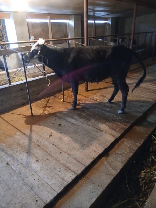 Байлау құнажын сатылады .