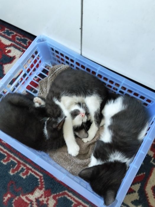 Весёлая семейка кошек