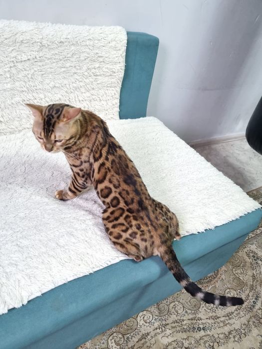 Продаю Бенгальских  котят