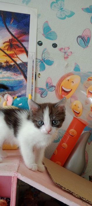 Котята ищут семью