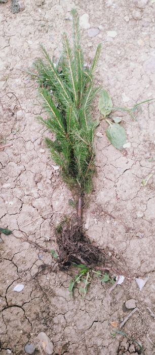 Puieț aluni salcâm frasin fag carpen ulm plop mesteacăn brad molid Tei