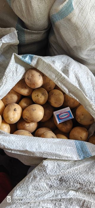 Продам домашнюю картошку