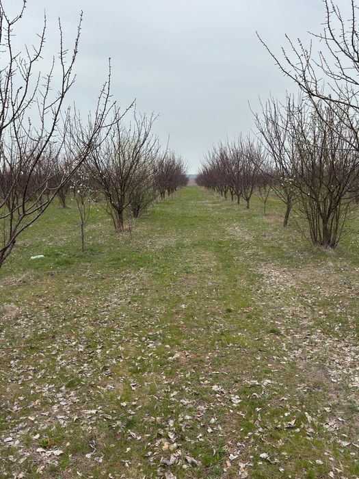 Продава се Земеделски имот в с. Чернолик, Област Силистра -  кв.м за 281 €/дка - Снимка #6