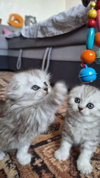Продаются пара взрослые кошки скотиш фолд и страйт шиншила