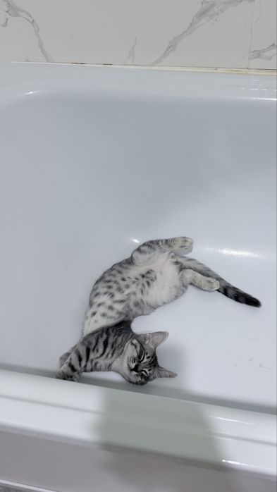 Котенок подросток